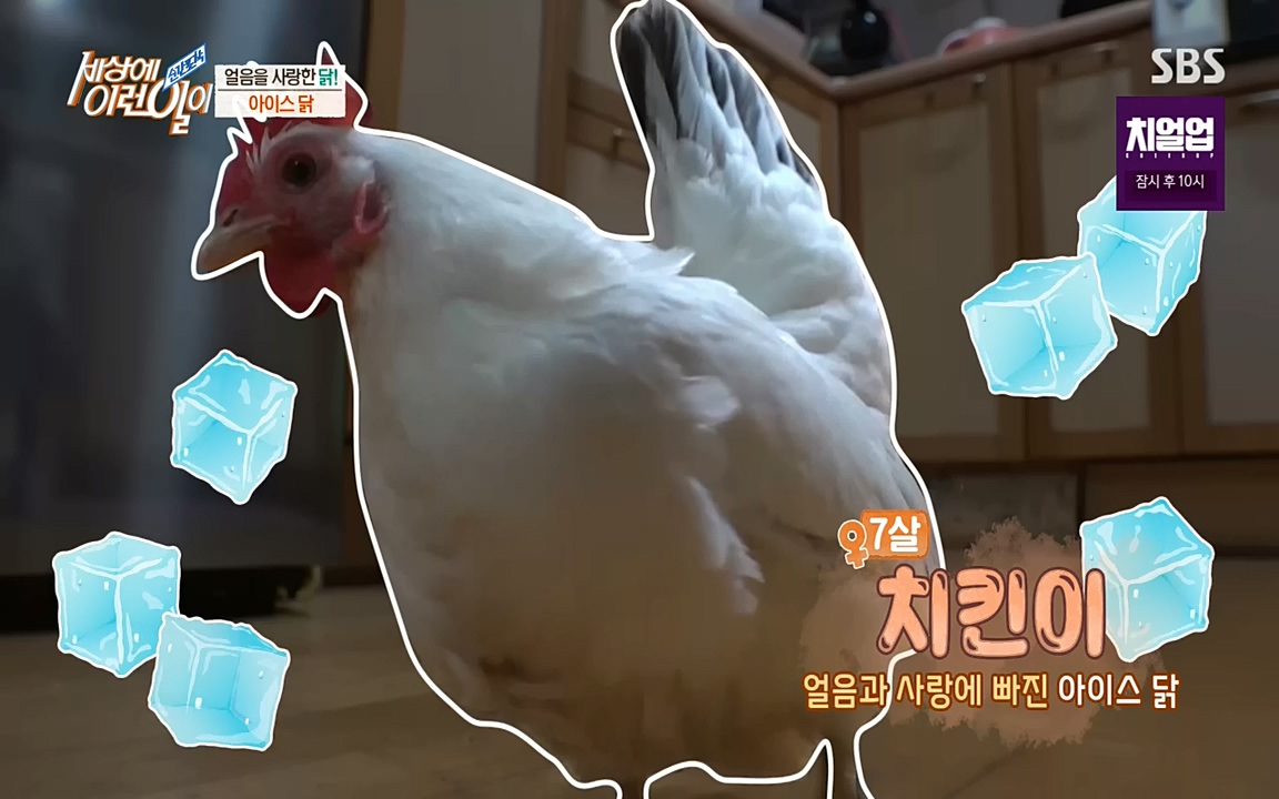 순간포착 세상에 이런일이.E1200.221005p-NEXT.mp4_20221005_195045.874.jpg