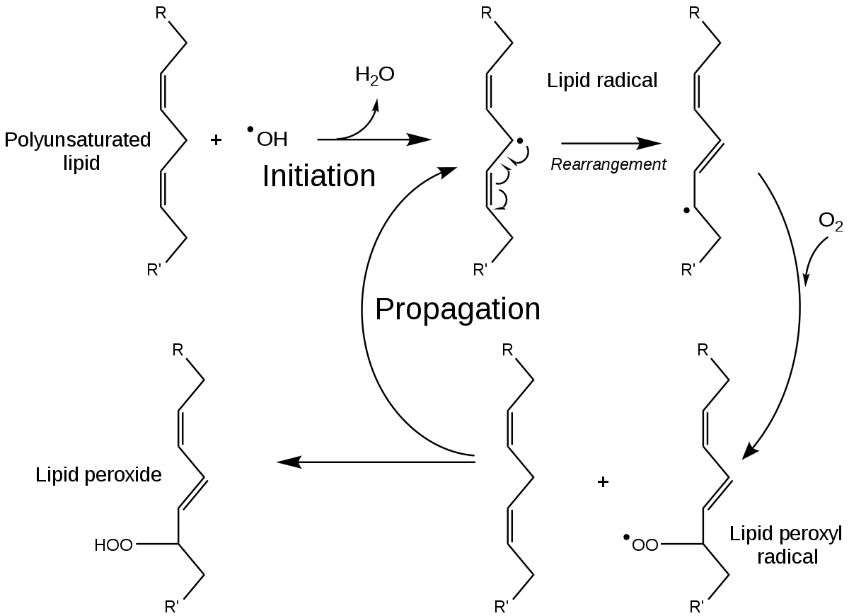 lipid peroxidation 지방의 산화