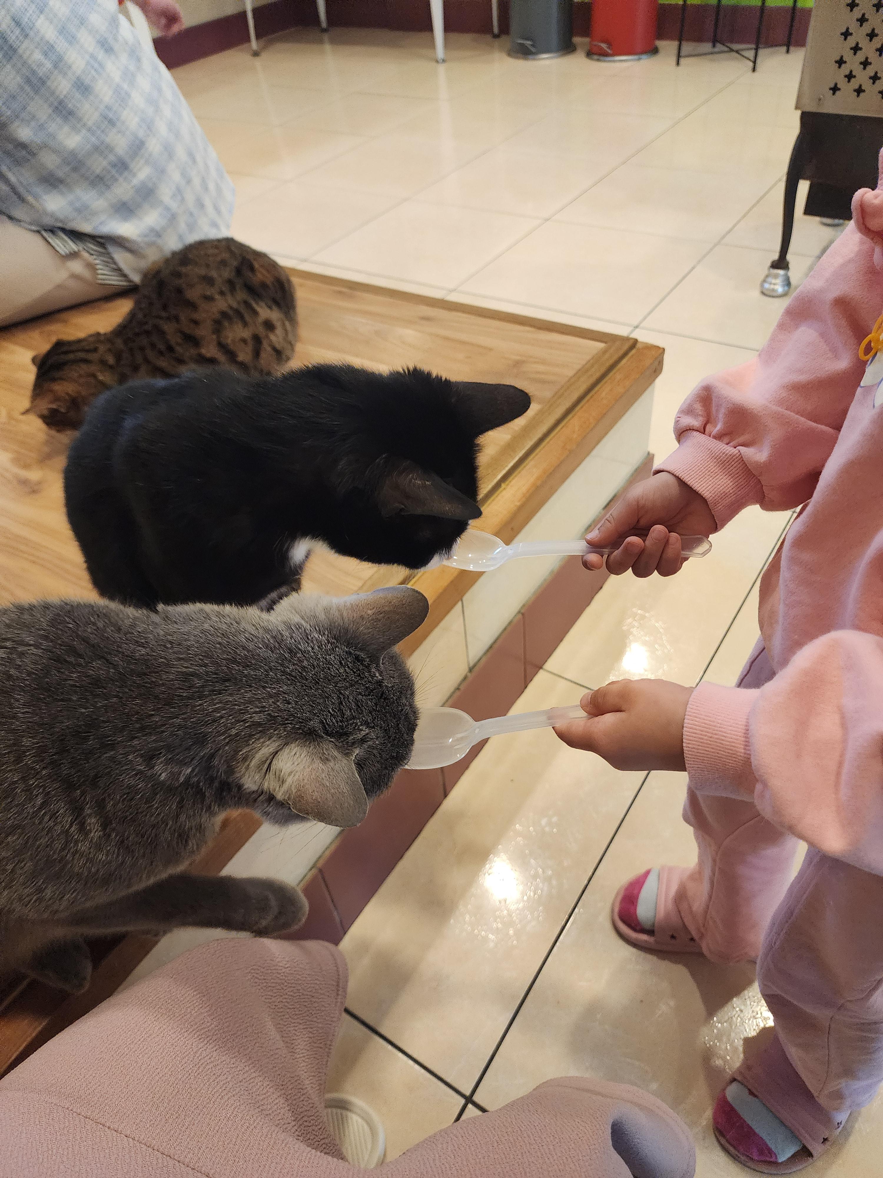  경주 불국사 아이랑 가볼만 한 곳 <코코 고양이 카페>