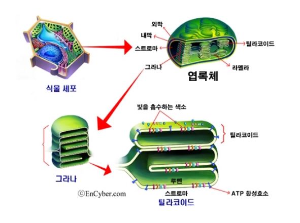 식물세포-구조