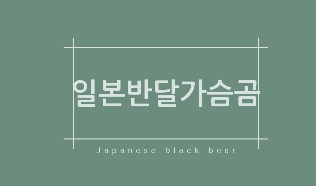 일본반달가슴곰(Japanese black bear)