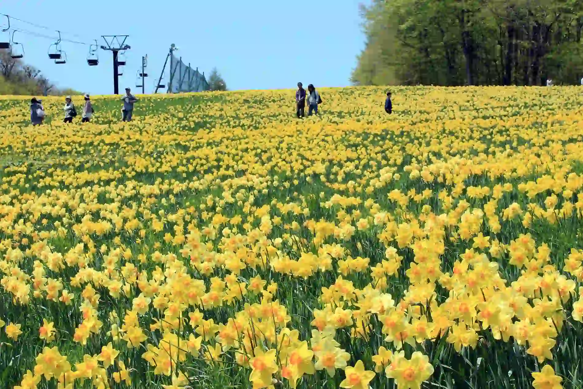 에보시 리조트의 봄