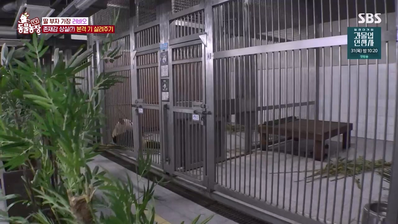 TV 동물농장.E1134.230821p-NEXT.mp4_20230820_193346.200.jpg