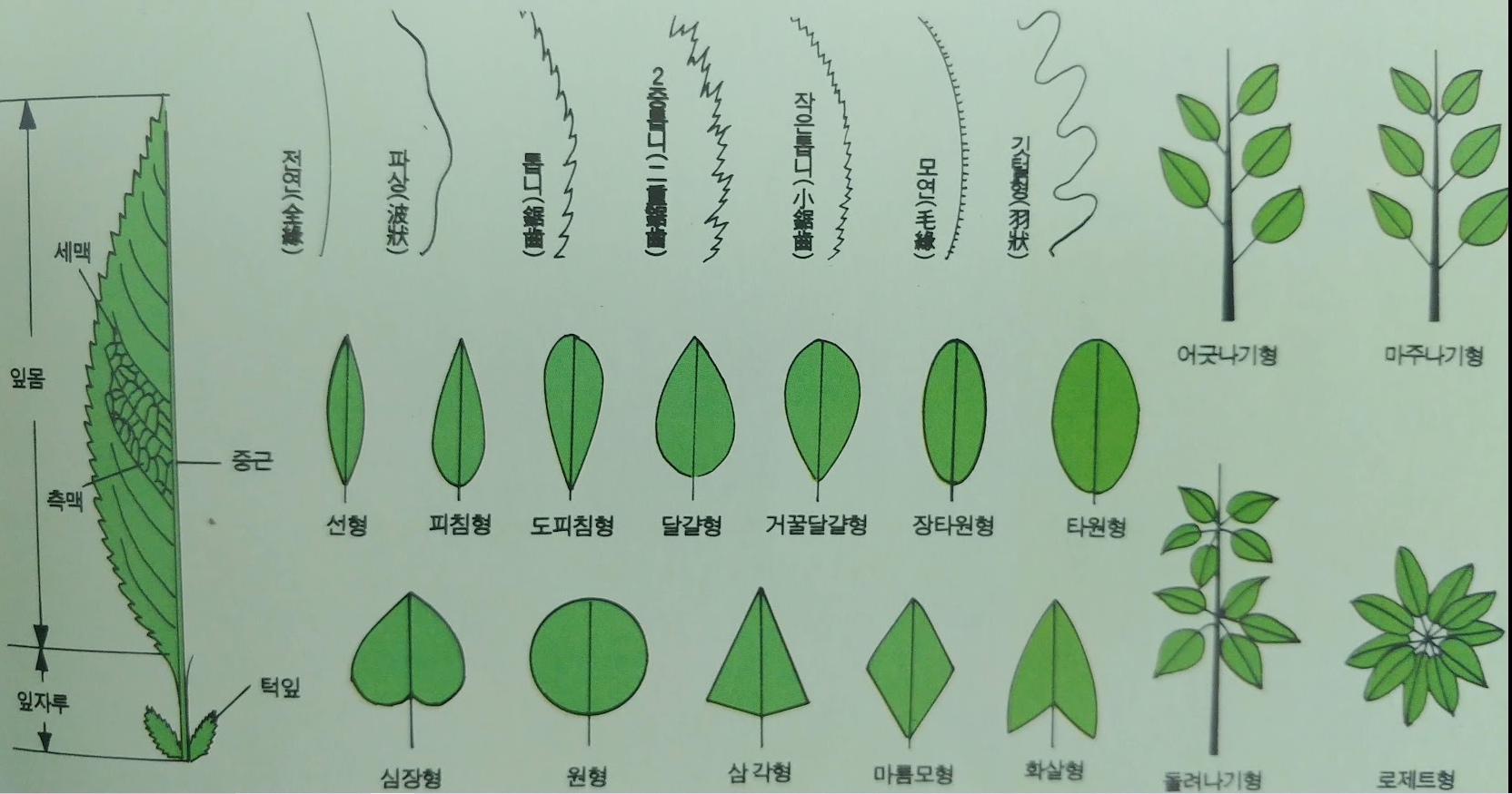 식물 잎의종류