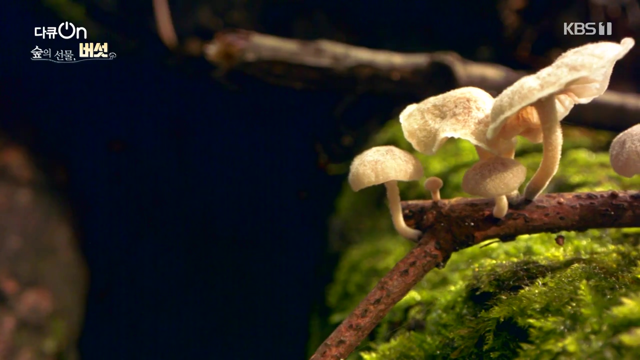 다큐 온.E227.231120p-NEXT.mp4_20231121_201852.098.jpg