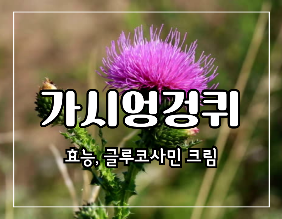 이 이미지는 가시엉겅퀴 효능 및 부작용과 가시엉겅퀴 글루코사민 크림 효과에 관한 포스팅 대표 이미지입니다.