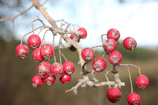 산림기술사