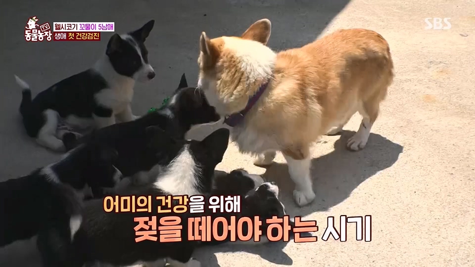 TV 동물농장.E1126.230625p.H264-F1RST.mp4_20230626_204257.464.jpg