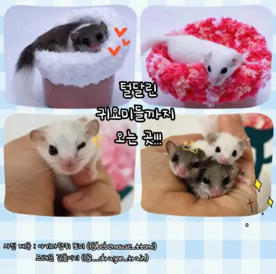 수원 파충류 동반자