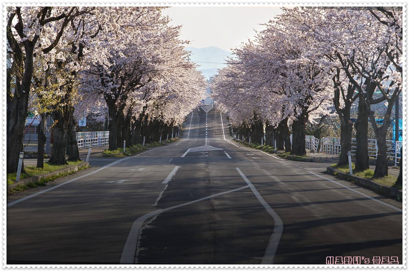 2024년 벚꽃개화시기 및 벚꽃만개시기 전국 벚꽃명소 BEST3