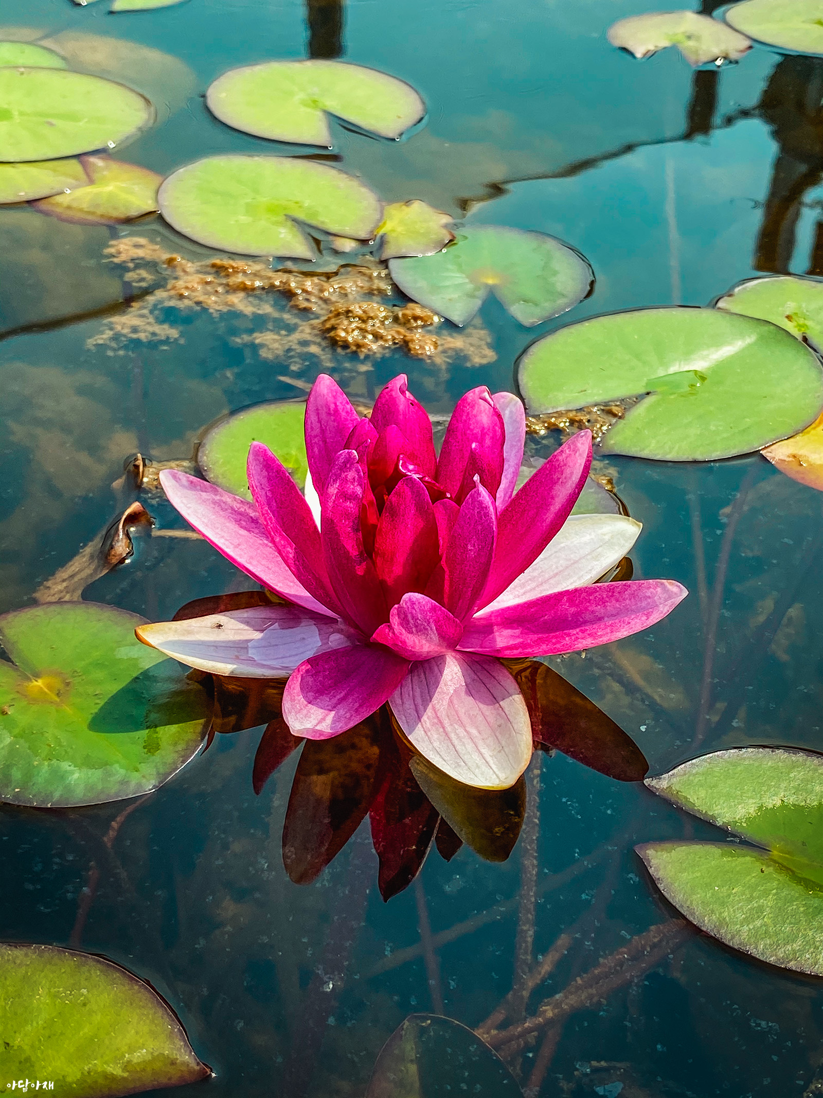  수련 / Nymphaea tetragona