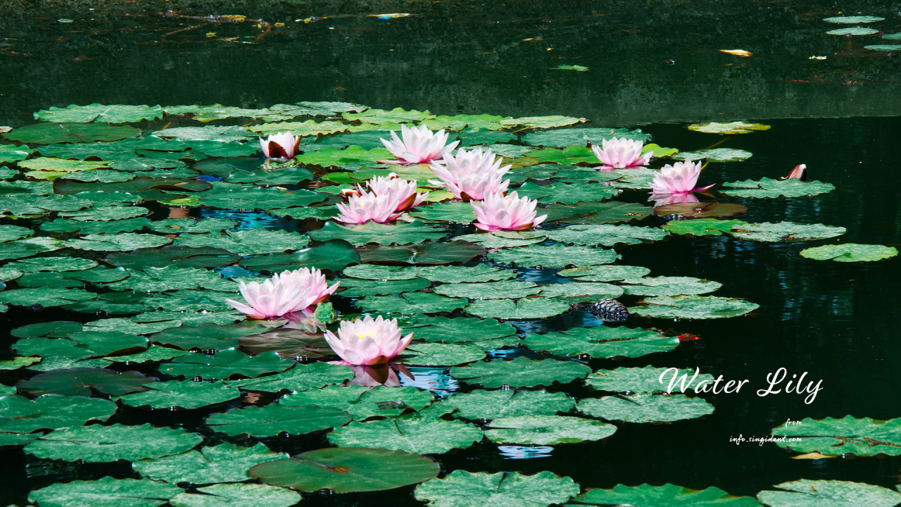 08 수련연못 C - Water Lily 수련꽃사진
