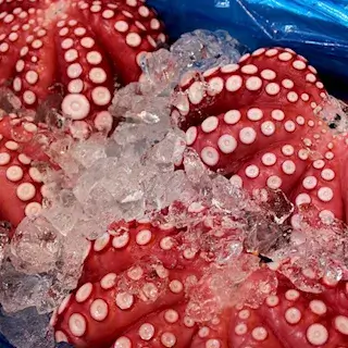 문어-낙지-먹는-잡는-잡히는-꿈-해몽-풀이-Octopus