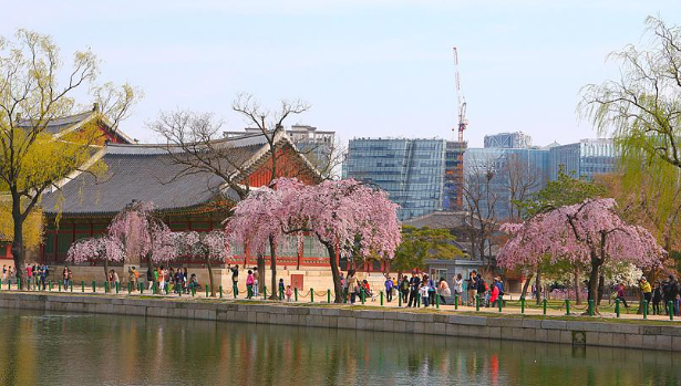 벚꽃 명소 추천 서울 경복궁