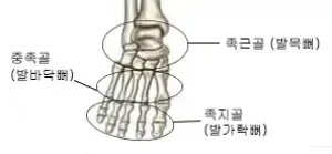 미용사네일이론-발의뼈&#44; 중족골