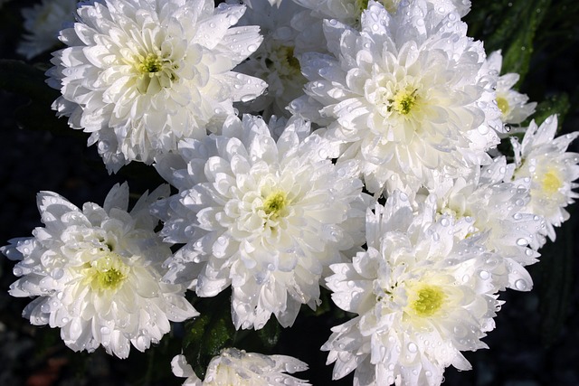 흰색 국화꽃 8송이에 물이 묻어 있는 모습