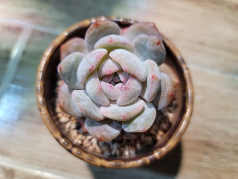오렌지 먼로 겨울 염소 여름잎 정리 다육 식물 키우는 법 종류명, 2