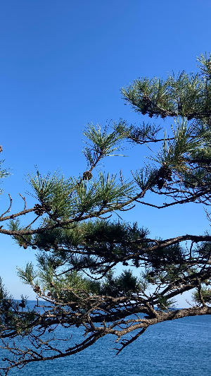 바다와 소나무 아이폰 배경화면