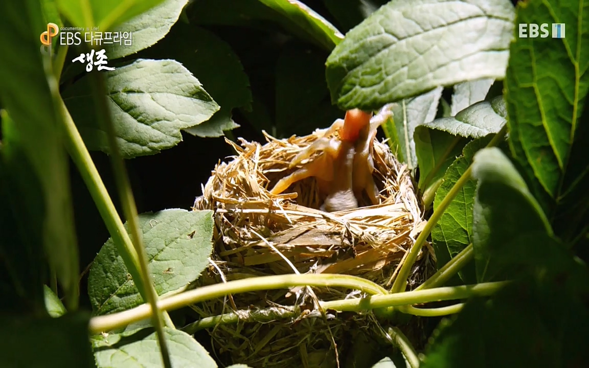 생존 3부_ EBS 다큐프라임_ 220629.avi_20220701_210753.245.jpg