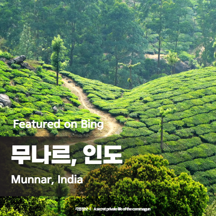  Featured on Bing - 무나르, 인도 Munnar, India