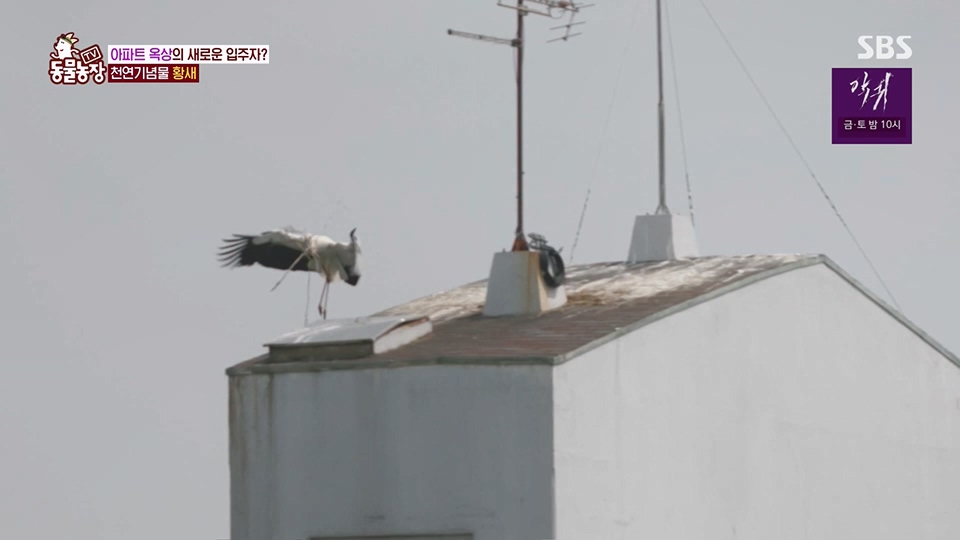 TV 동물농장.E1126.230625p.H264-F1RST.mp4_20230626_204306.882.jpg