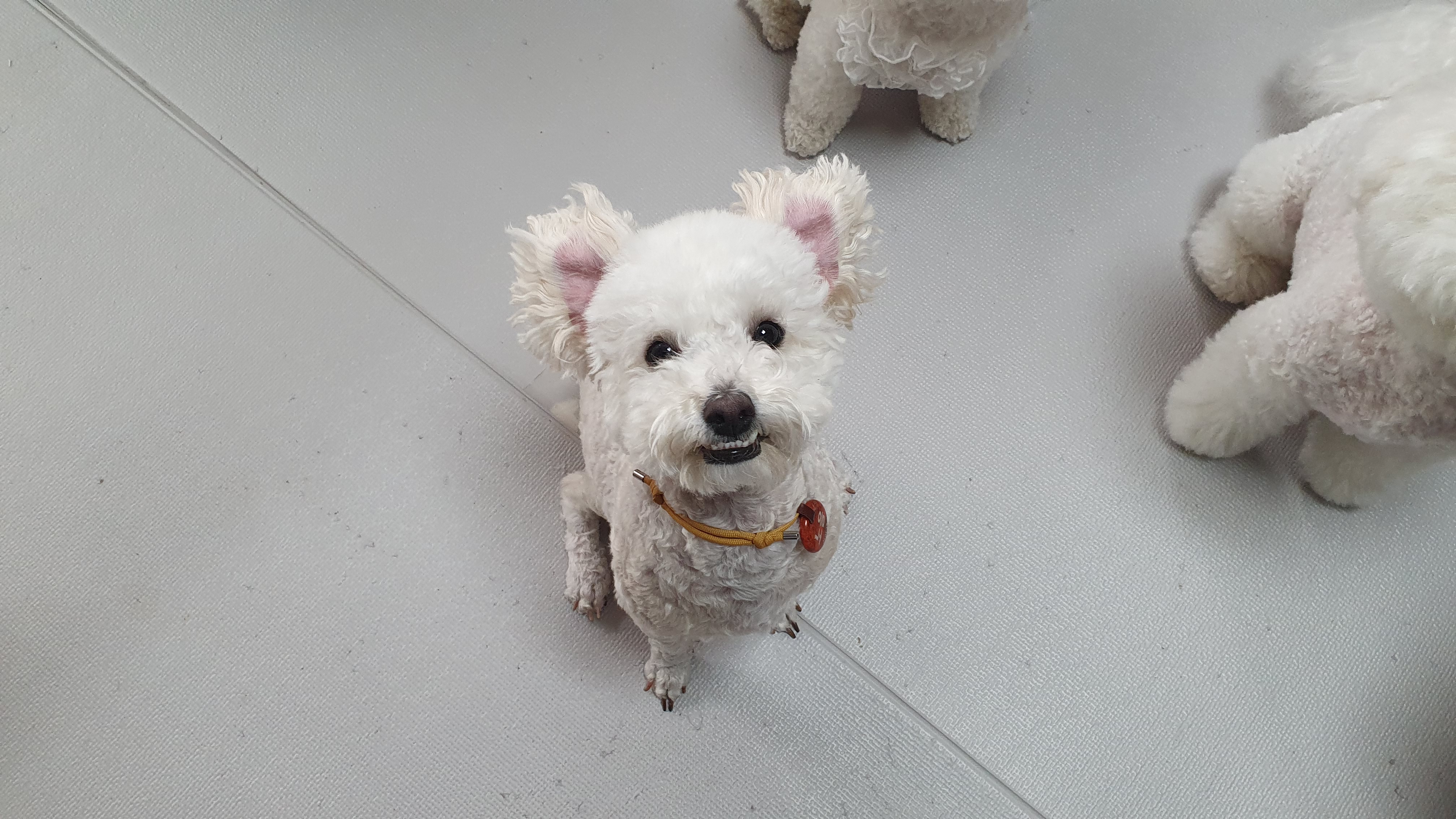  강아지가 코가 항상 촉촉한 이유
