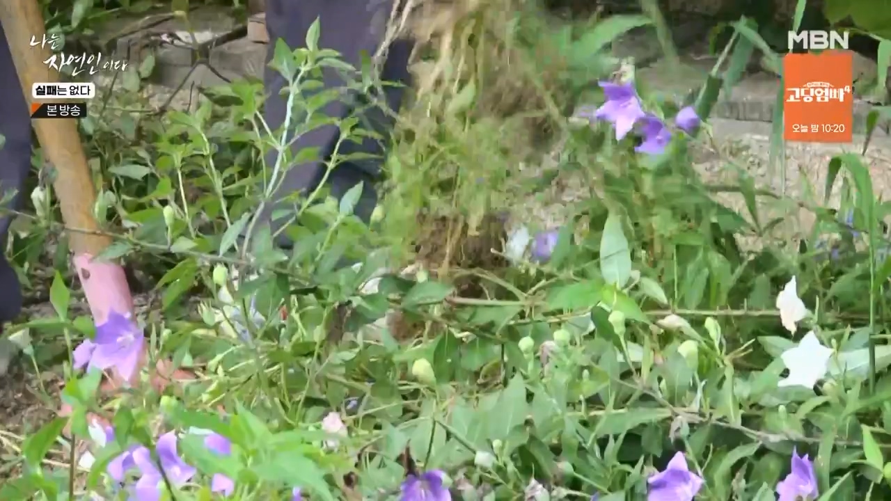 나는 자연인이다.E567.230817p-NEXT.mp4_20230817_202922.445.jpg