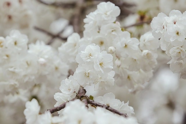 일본 요리
