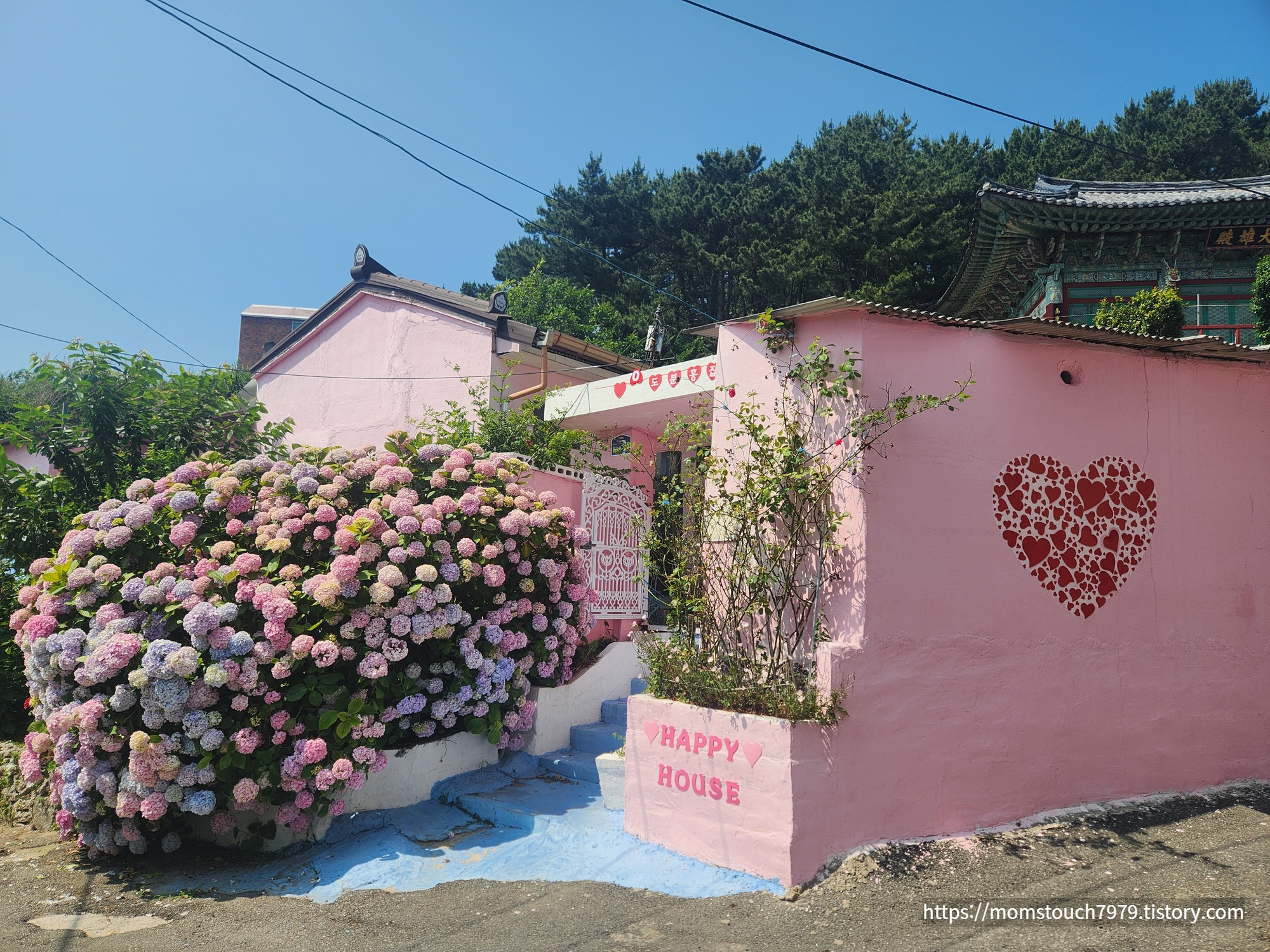  부산 수국 영도 분홍집 위치, 개화현황, 태종대 다누비 열차