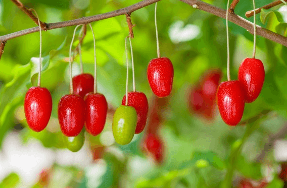 보리수 열매 먹는 법 및 효능 효소 담는 법 (청 만드는 방법)