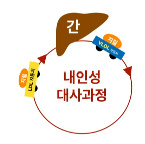  콜레스테롤의 대사과정 