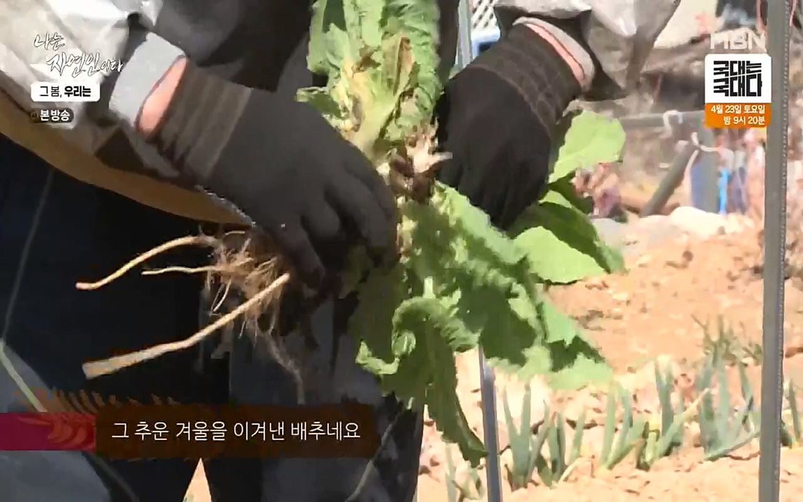 나는 자연인이다.E498.220421p-NEXT.mp4_20220421_184054.944.jpg