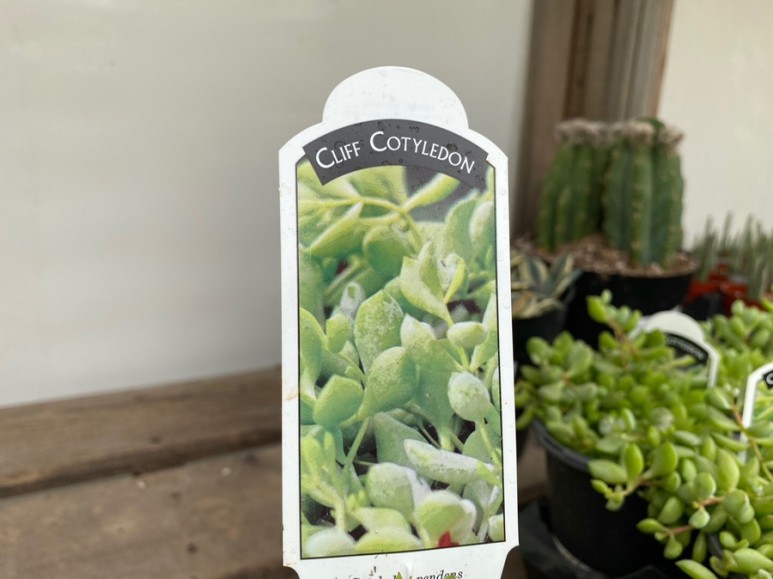 이름 가격도 같이 알아봐요. 예쁜 다육이 종류 3