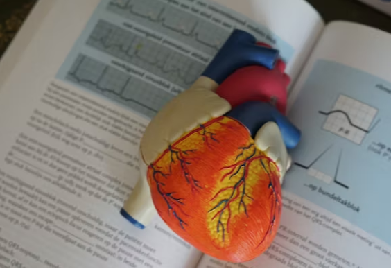 심장모형과-의학-책