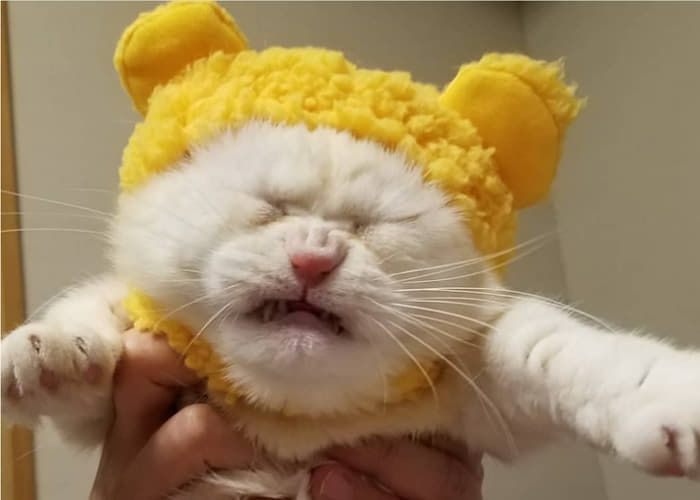 사대부 이미지