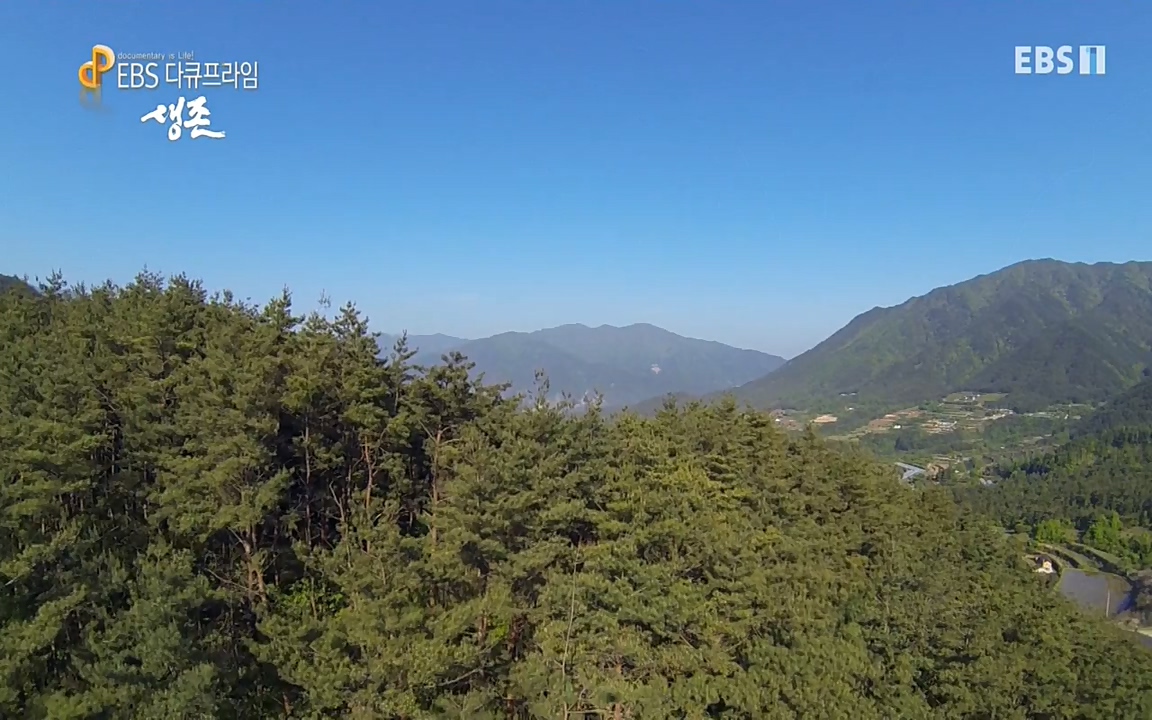 생존 3부_ EBS 다큐프라임_ 220629.avi_20220701_210755.309.jpg