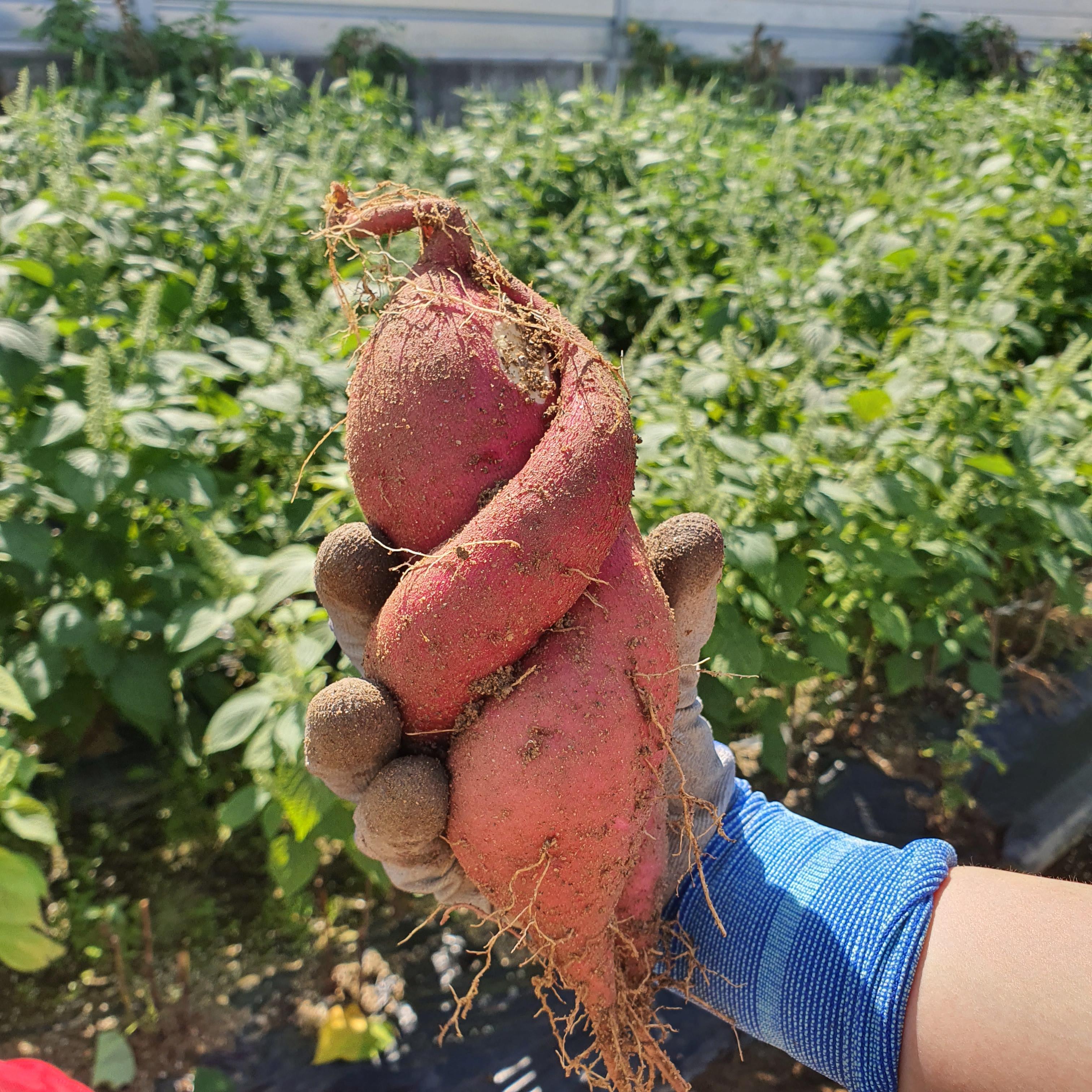  [고구마] 고구마 굽기 / 고구마 수확시기 / 고구마 효능 / 고구마 제철 / 고구마 먹는법