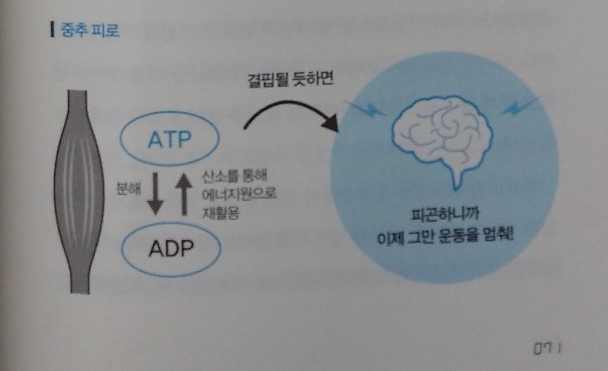 중추피로
