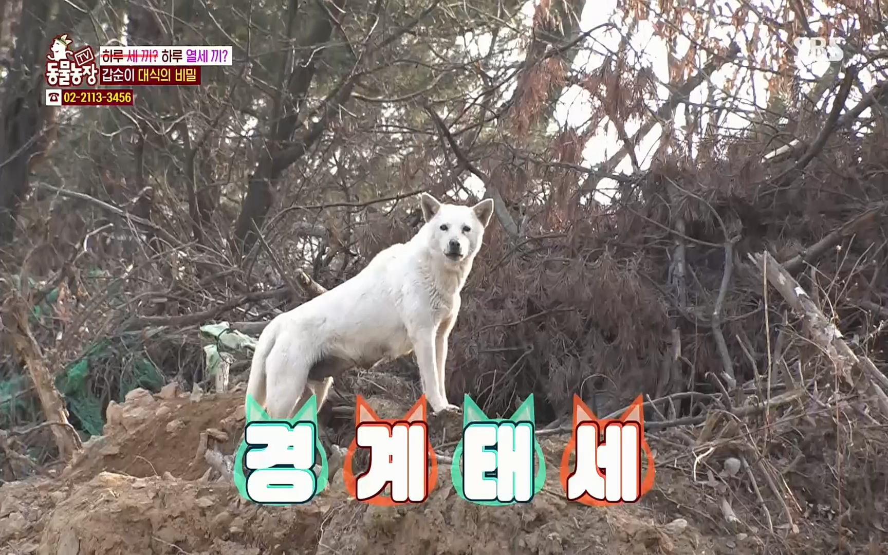TV 동물농장.E1064.220410p.H264-F1RST.mp4_20220410_184959.197.jpg