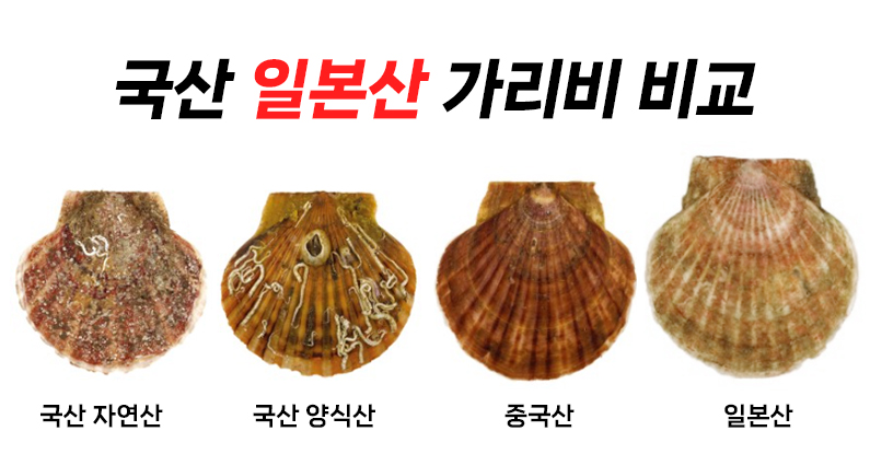 일본 가리비 안전한가 한국 가리비와 비교