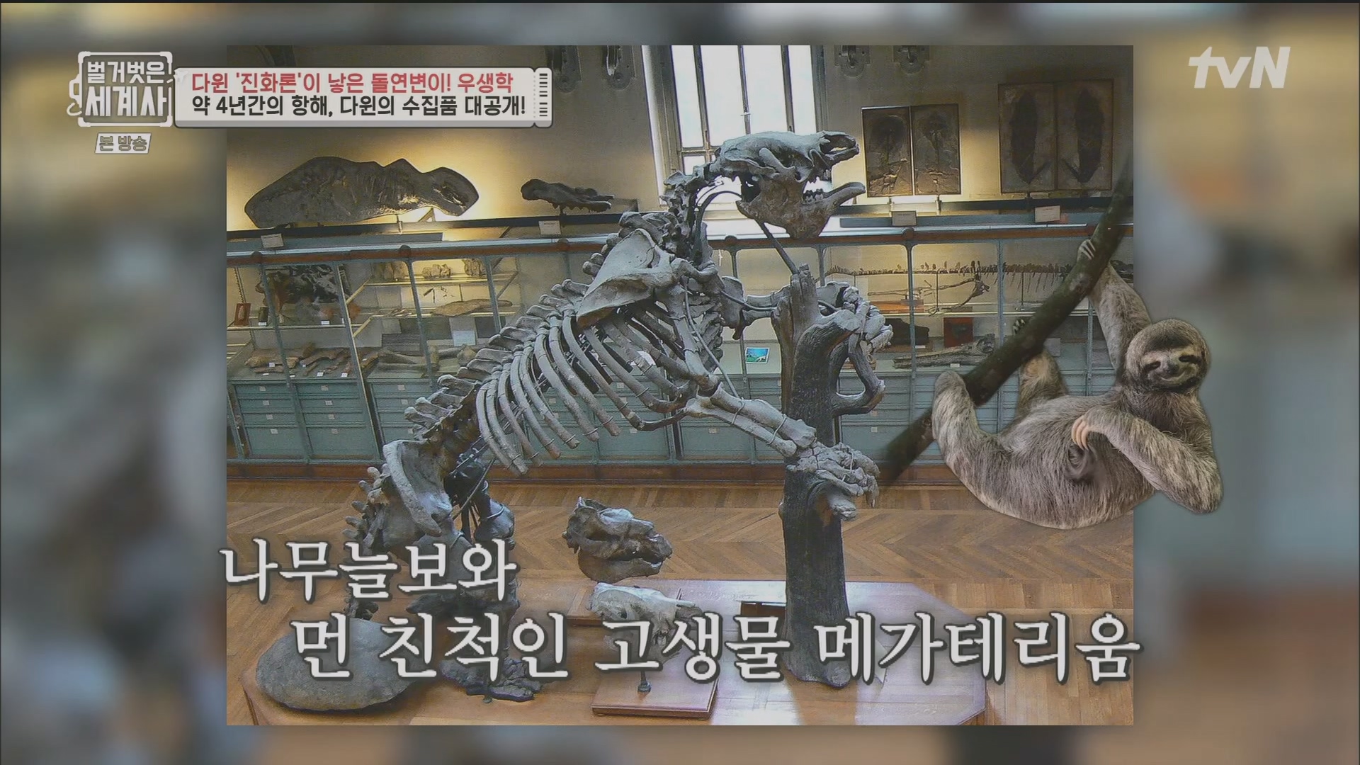 벌거벗은 세계사.E97.230502p.H264-F1RST.mp4_20231224_171023.733.jpg
