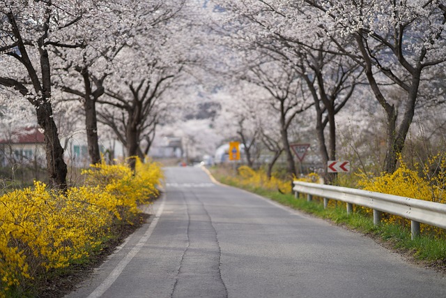 충남 벚꽃 명소 BEST 6
