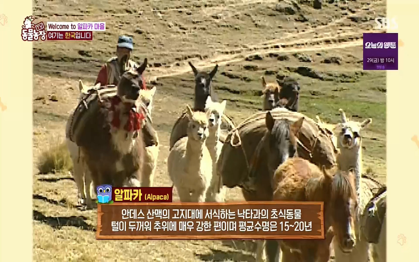 TV 동물농장.E1078.220717p.H264-F1RST.mp4_20220717_151144.962.jpg