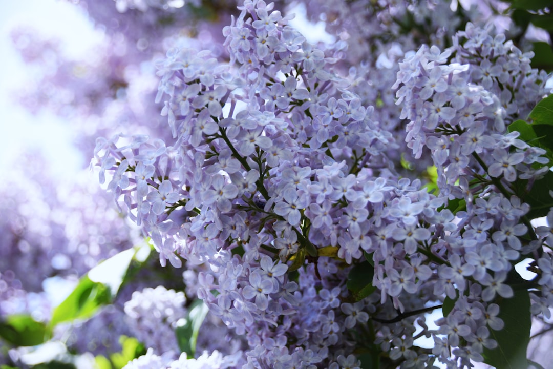 ‘Syringa’