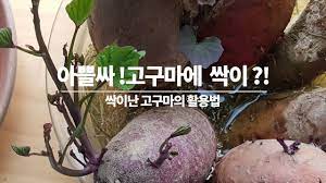 고구마
