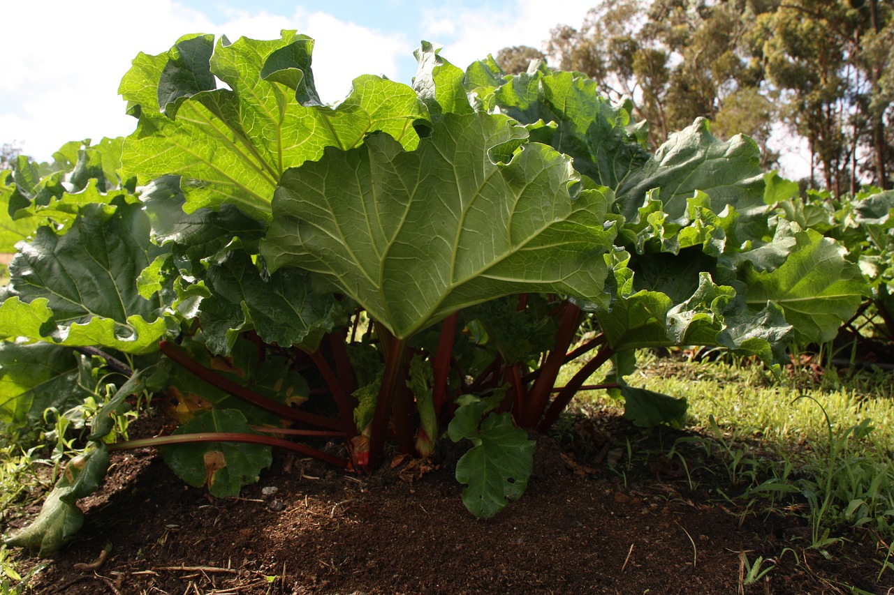루바브(rhubarb) 뿌리&#44; 효능 및 부작용&#44; 맛있게 먹는 방법 알아보기
