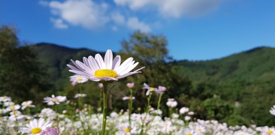  정읍 구절초축제 취소..구절초 테마공원은 개방