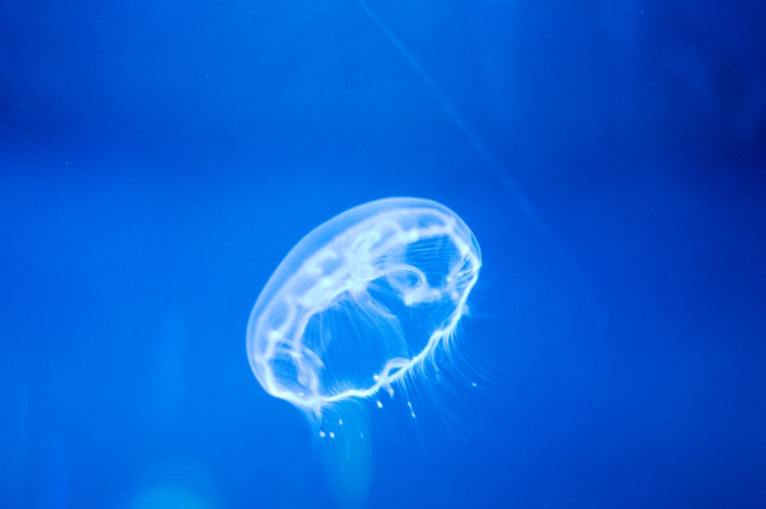 'DeepSea'