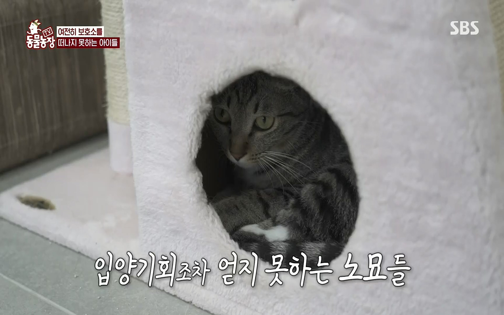 TV 동물농장.E1074.220619p.H264-F1RST.mp4_20220619_180453.027.jpg
