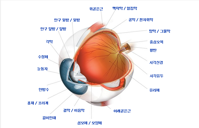 눈의-구조-시각의-성립